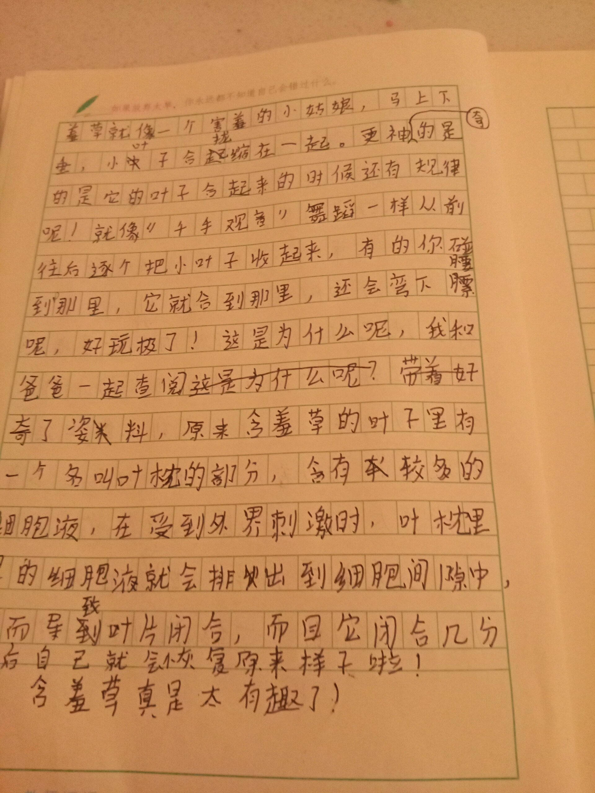 描写植物作文400字