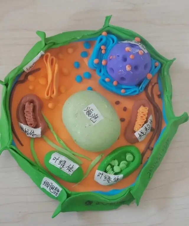 初中生物—动植物细胞模型制作