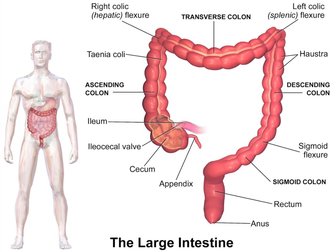 医学英语  cecum cecum 盲肠 大肠的第一个区域