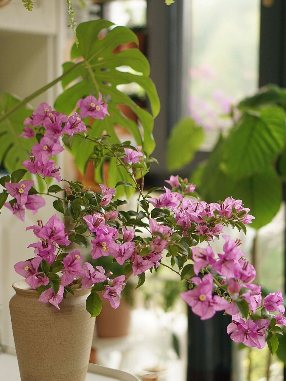 我真的太喜欢巴西紫三角梅了