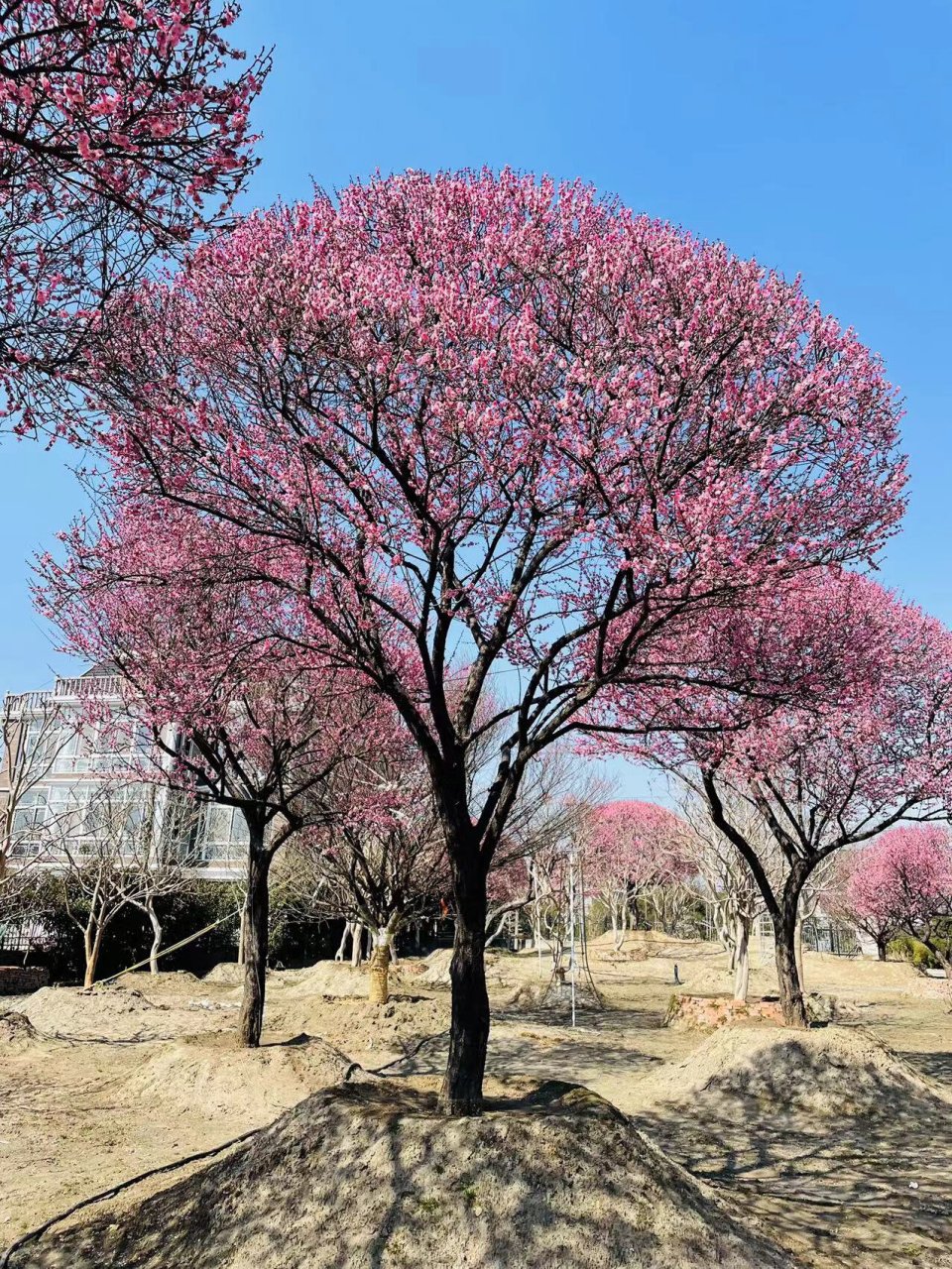 大规格原生红梅,百年古树梅花 大规格原生红梅树