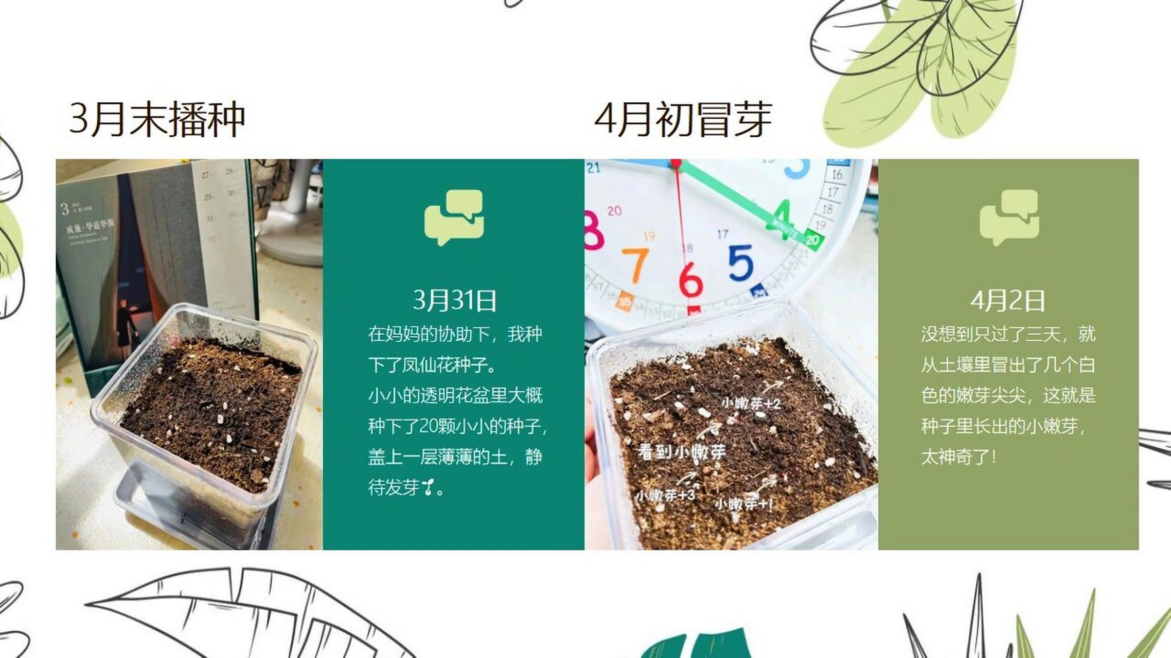 二年级科学凤仙花观察记录 终于搞定可以交作业啦!历时一个半月!