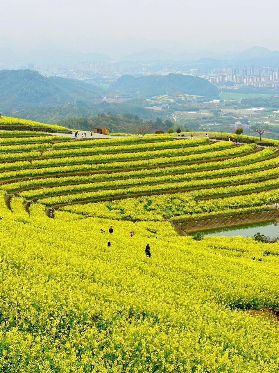 富阳油菜花赏花攻略:黑山顶 东梓关 98阳春三月,杭州富阳的油菜花也