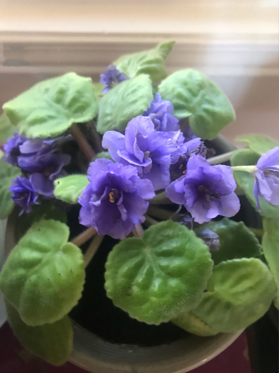 重瓣非洲紫罗兰 african violet 重瓣非洲紫罗兰的花真的很好看