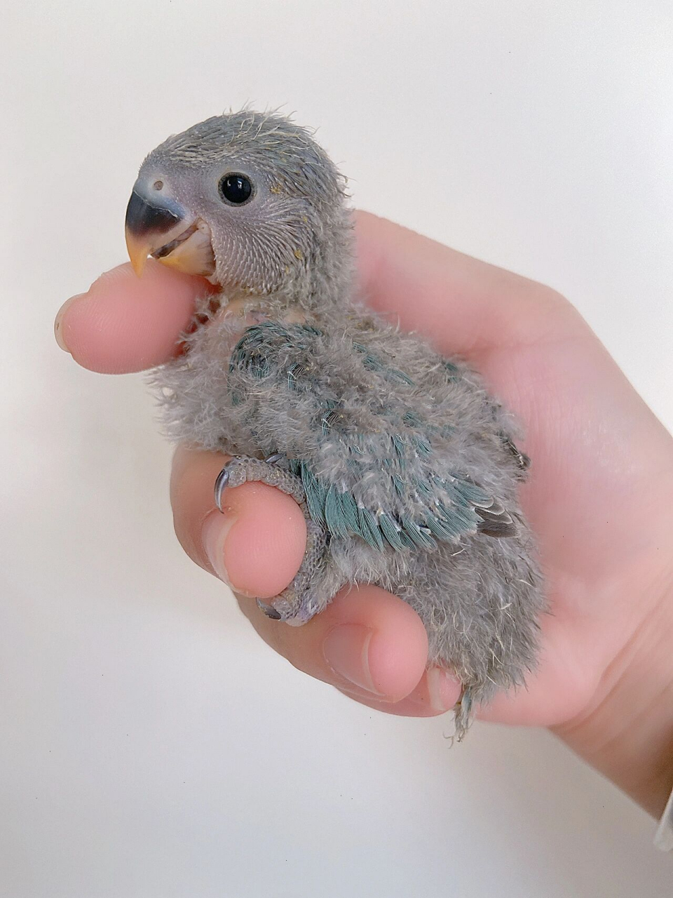 神仙色推荐高纯松石蓝银牡丹鹦鹉 麻豆是自家鸟爸和他的宝贝儿子鸟妈