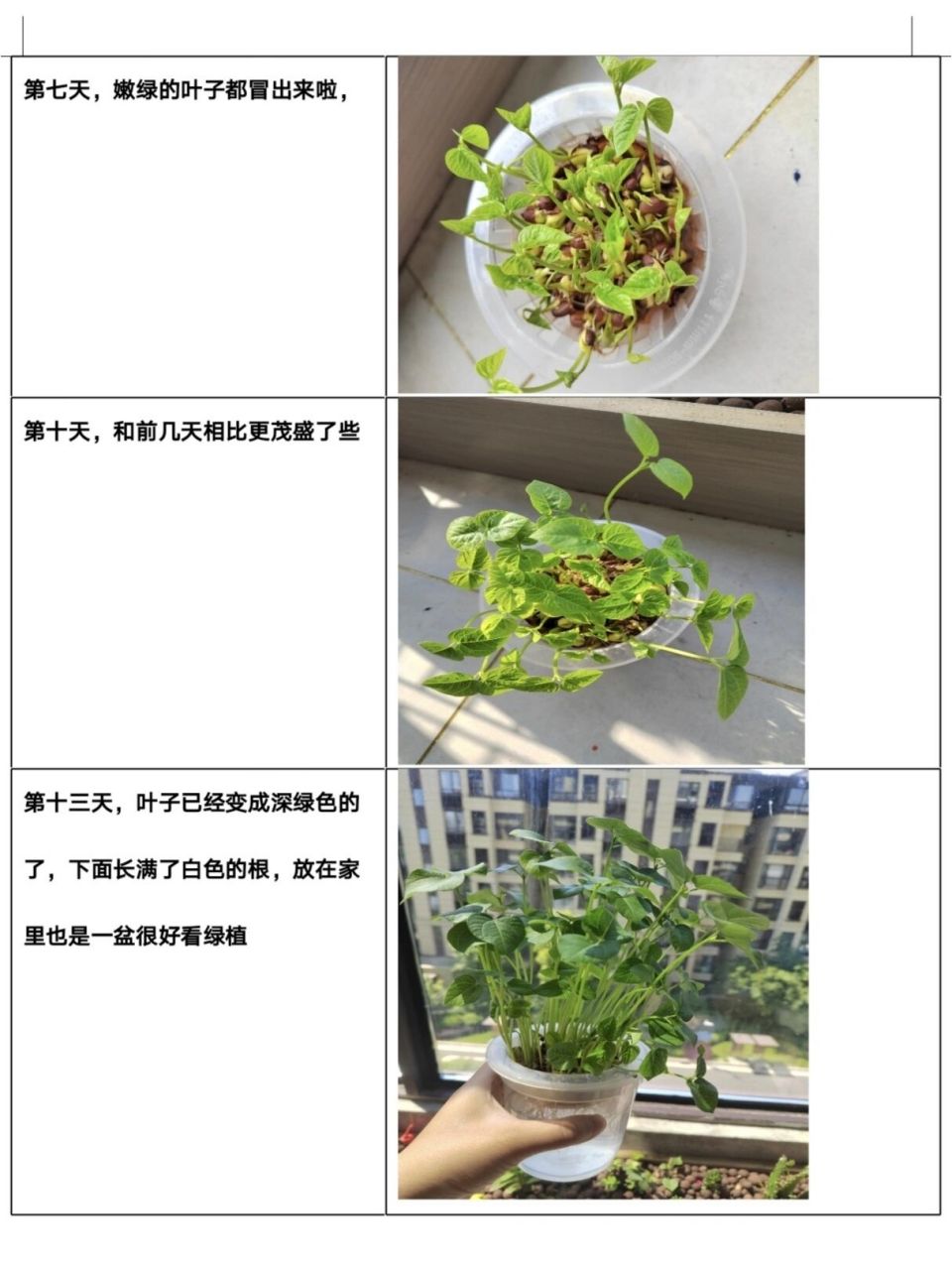 红豆生长过程记录图片图片