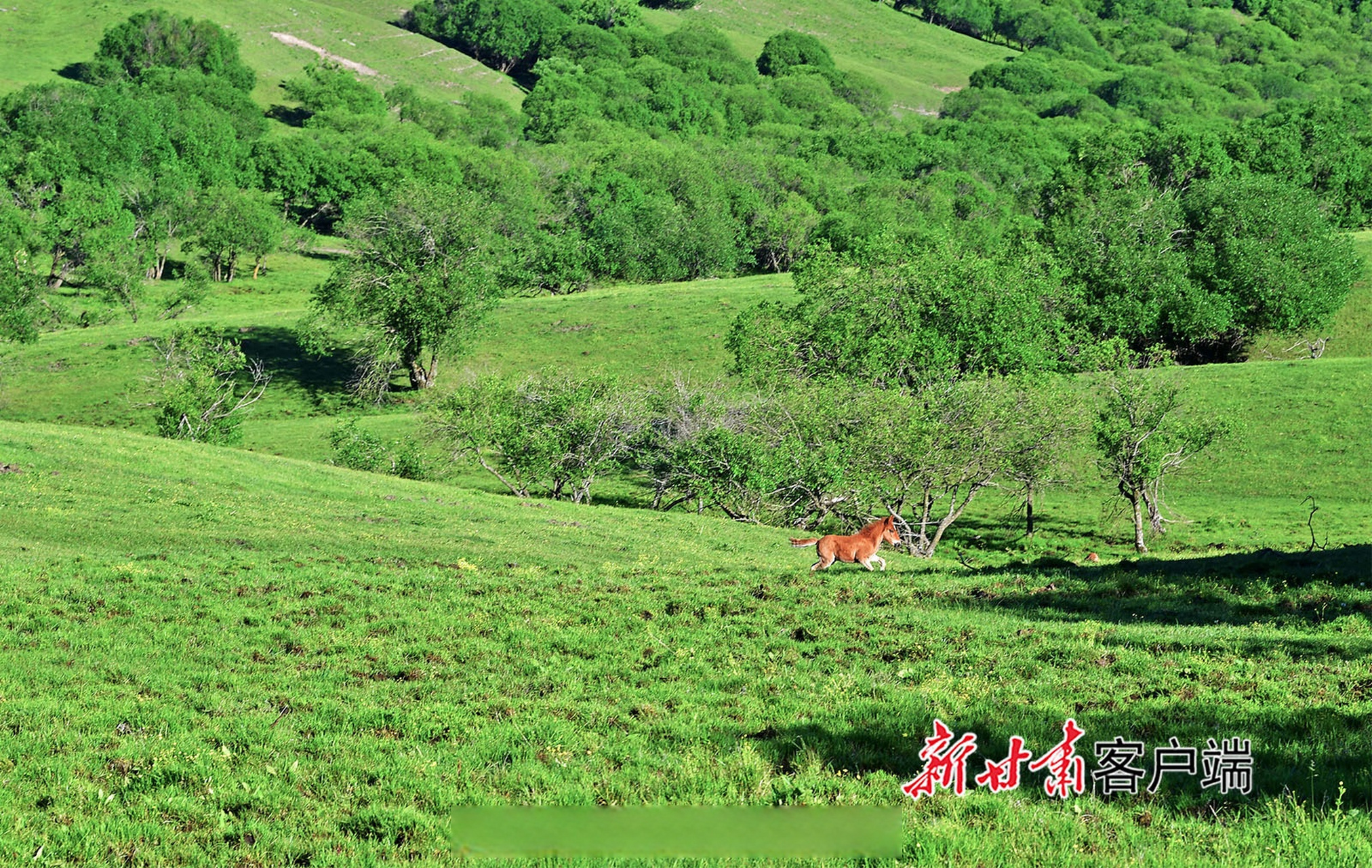 陇上美景##天水张家川草原牧场风景如画#