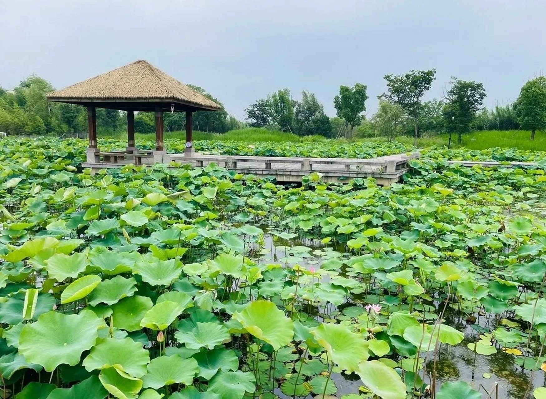 仙境般的湿地公园78 99地址:湖州市长兴县仙山村 	 92开放时间