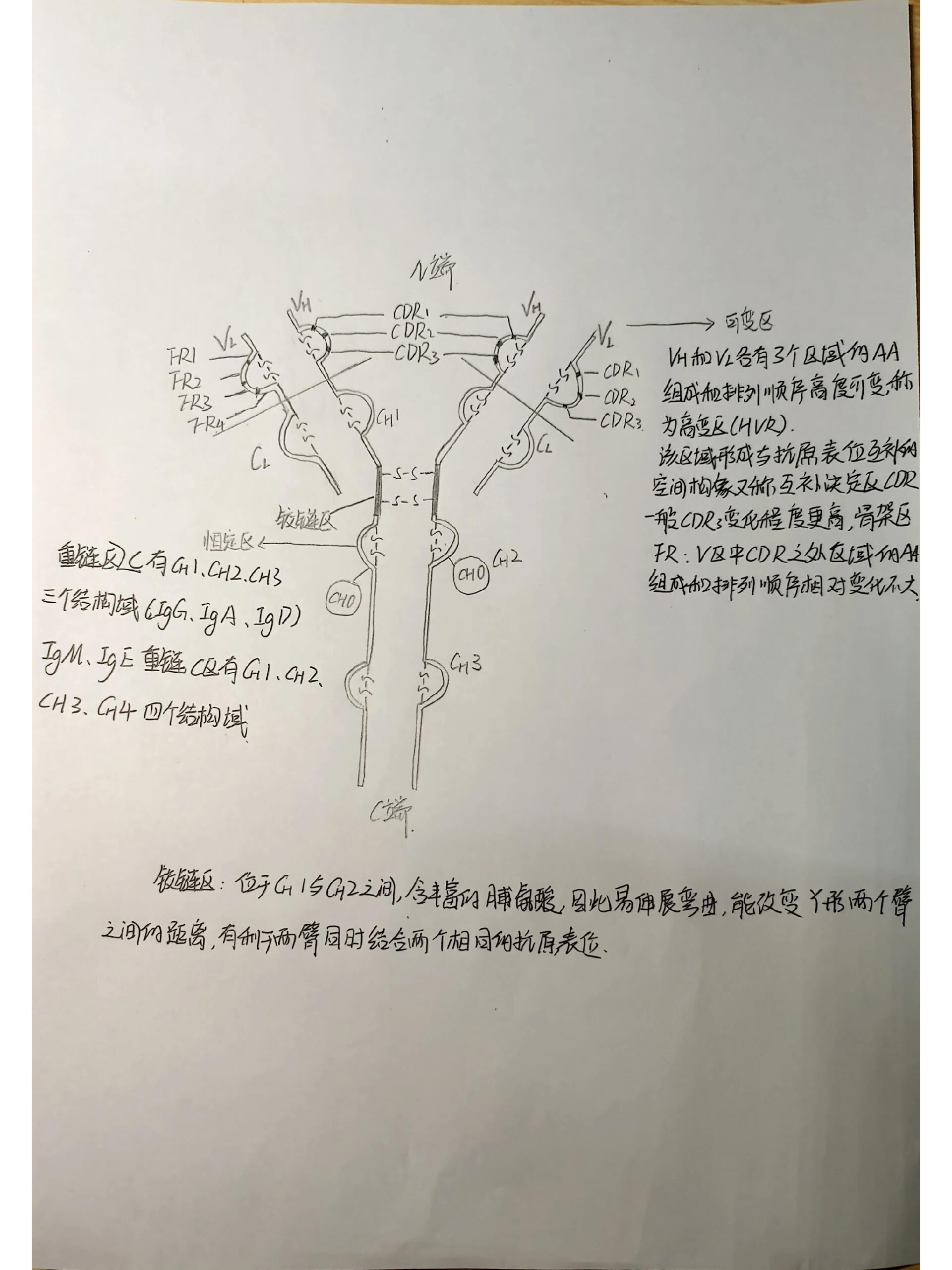 抗体结构手绘图