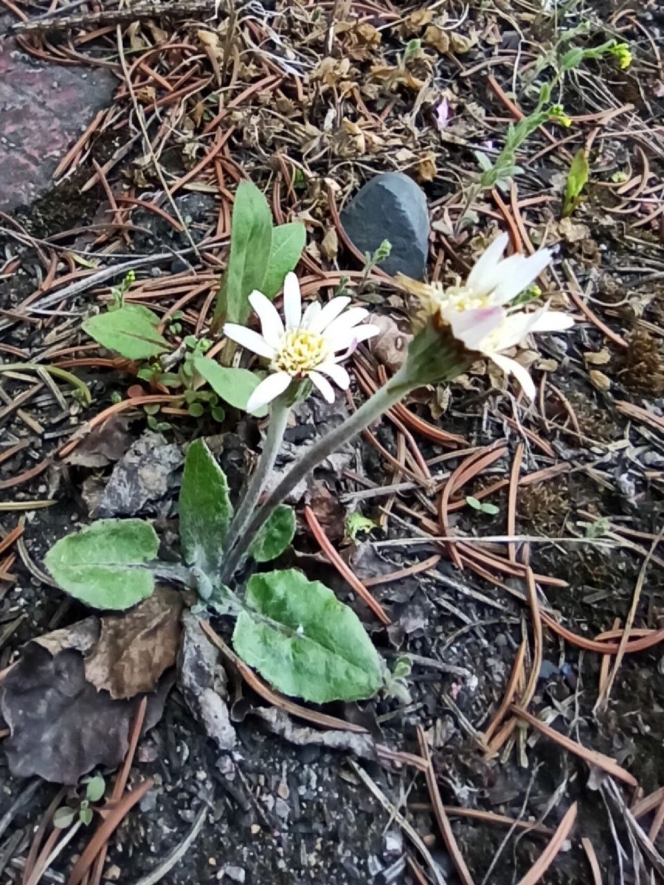 大丁草叶子全部在基部,春天时大丁草叶子青绿色,花葶矮小,开冷白花.