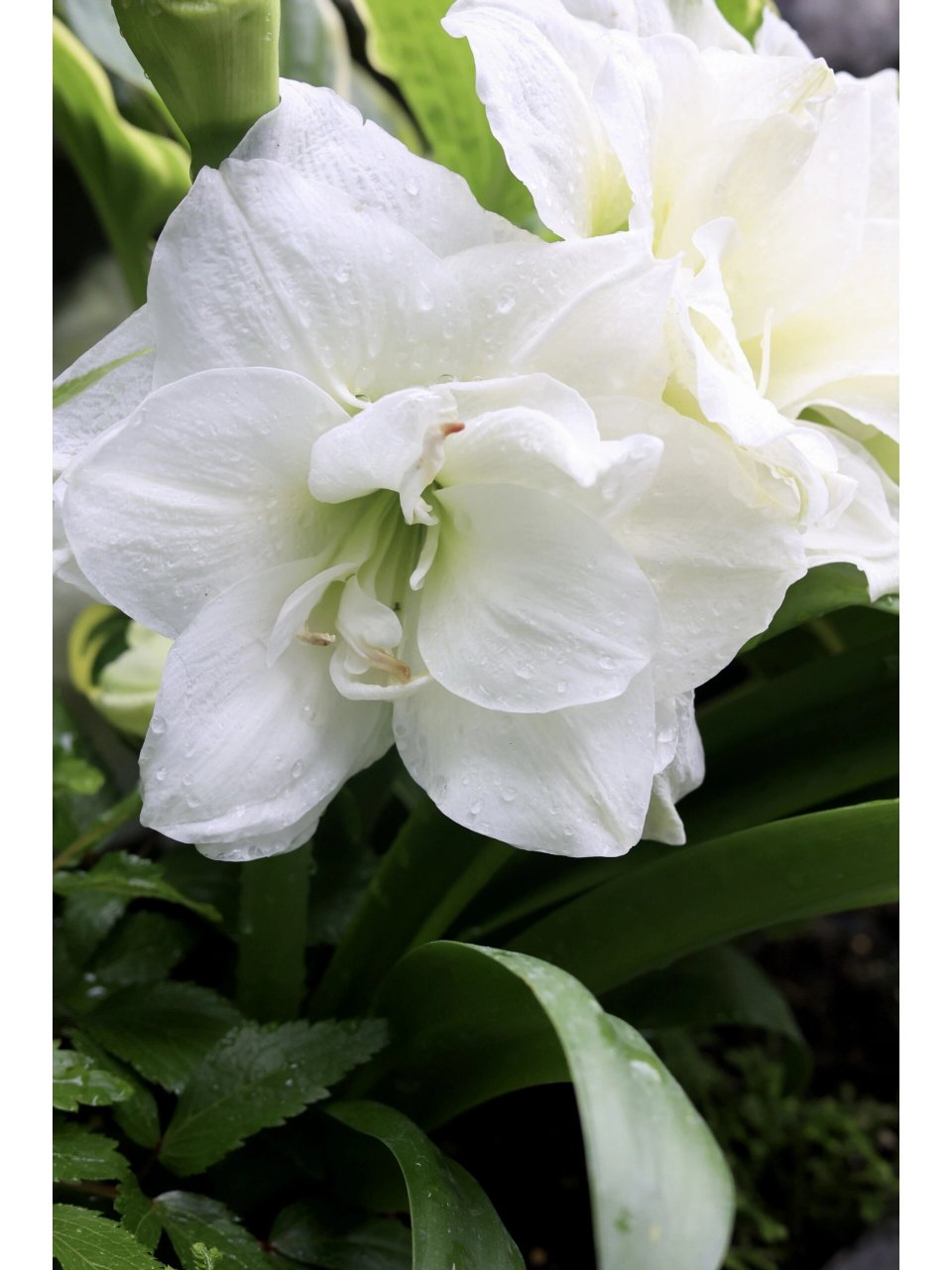 太爱白色系朱顶红了 阿芙蕾 滑稽演员 还有一个不知道品种