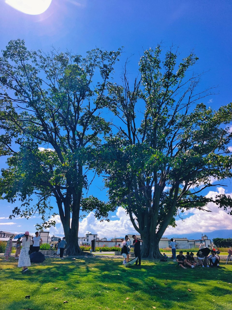 去喜洲古镇的时候,不要错过去海舌公园夫妻树噢,刘亦菲姐姐取过景点