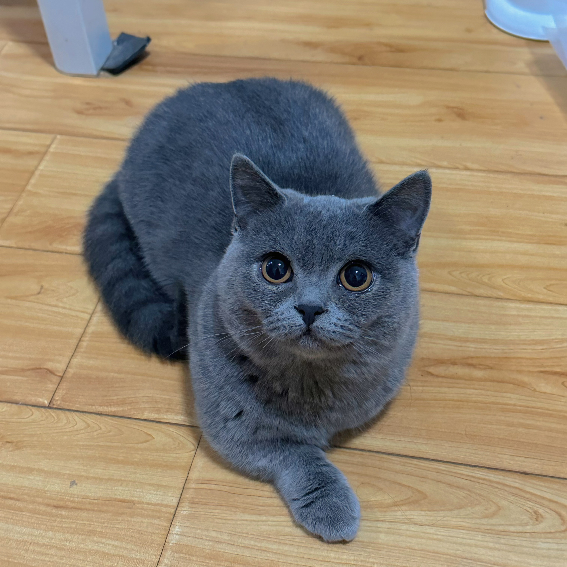 想知道矮脚蓝猫能长多大,多重正常呢