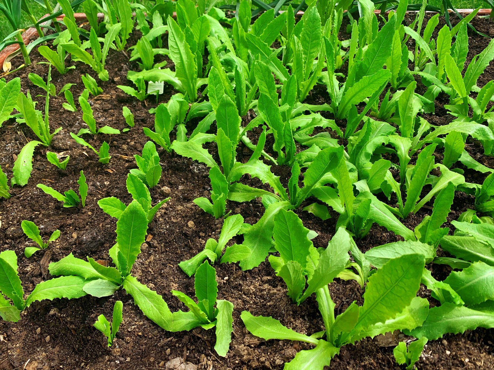 5月初,油麦菜定植 强烈推荐初春(4月)和秋末(10月)种植油麦菜91油麦