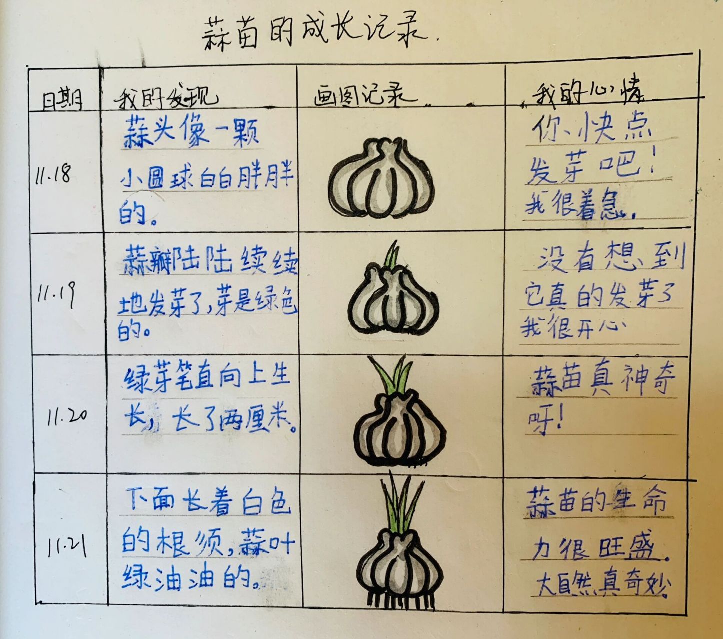 大蒜生长过程图画图片