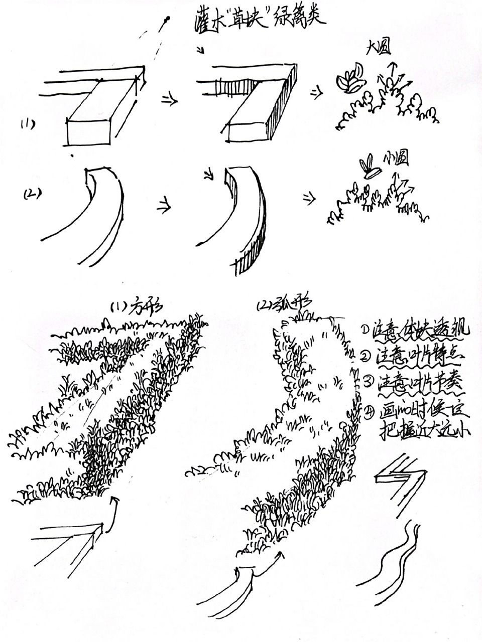 灌木"草块"图文(附 灌木"草块"绿篱类:1.注意体块透视关系,2.