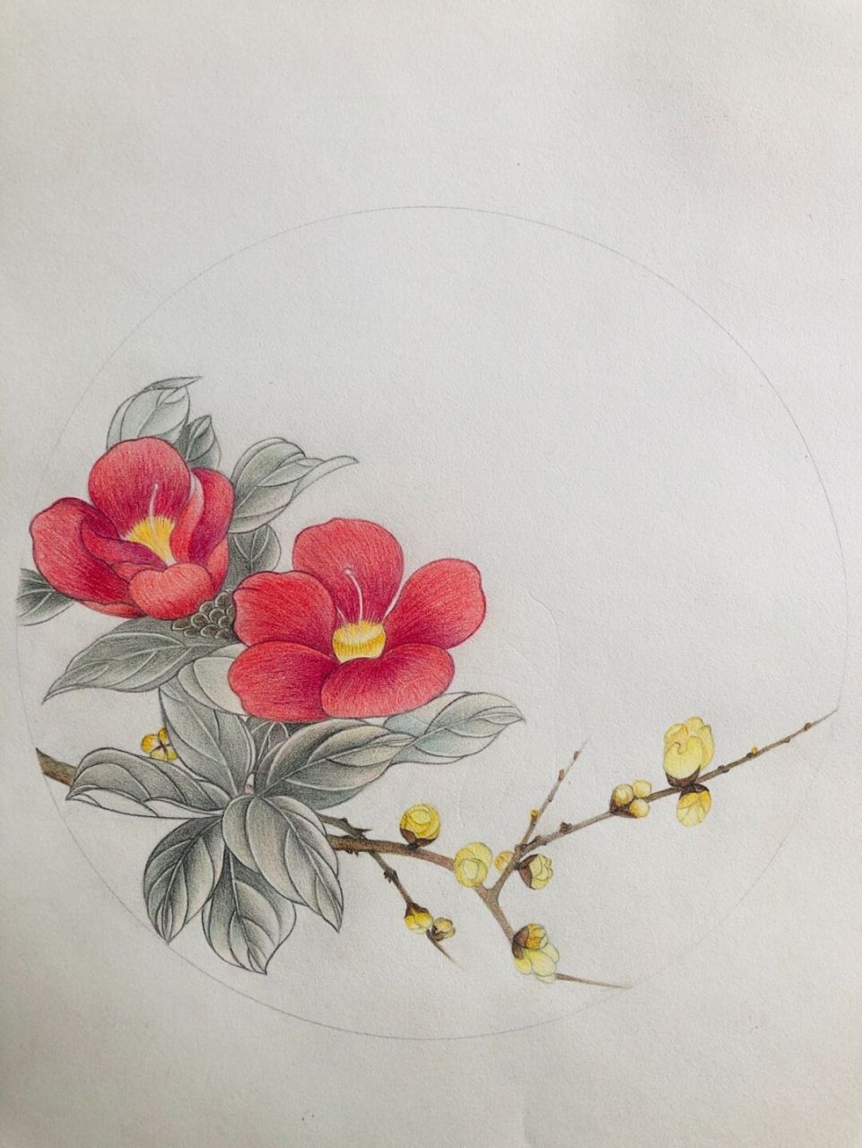 腊梅花素描图片