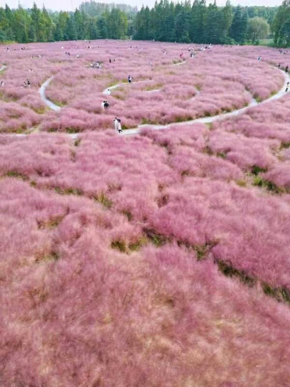 南京花海风景区图片