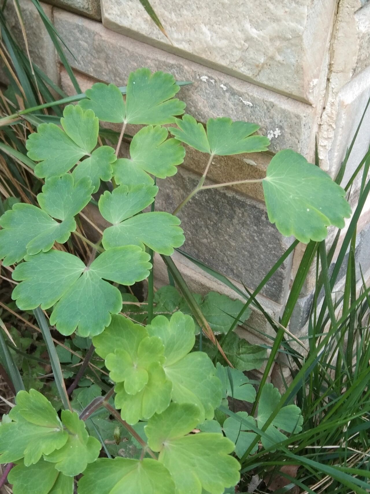 【耧斗菜】叶叶有殊姿 遇见野生耧斗菜,夏日开花,春日观叶片.