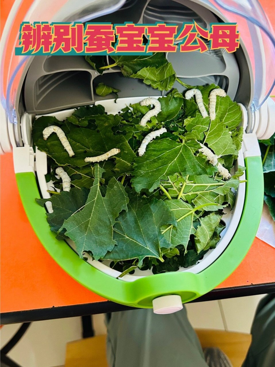 蚕宝宝公母(雌雄)轻松分辨技巧 大家好奇的如果区别蚕宝宝公母问题娃