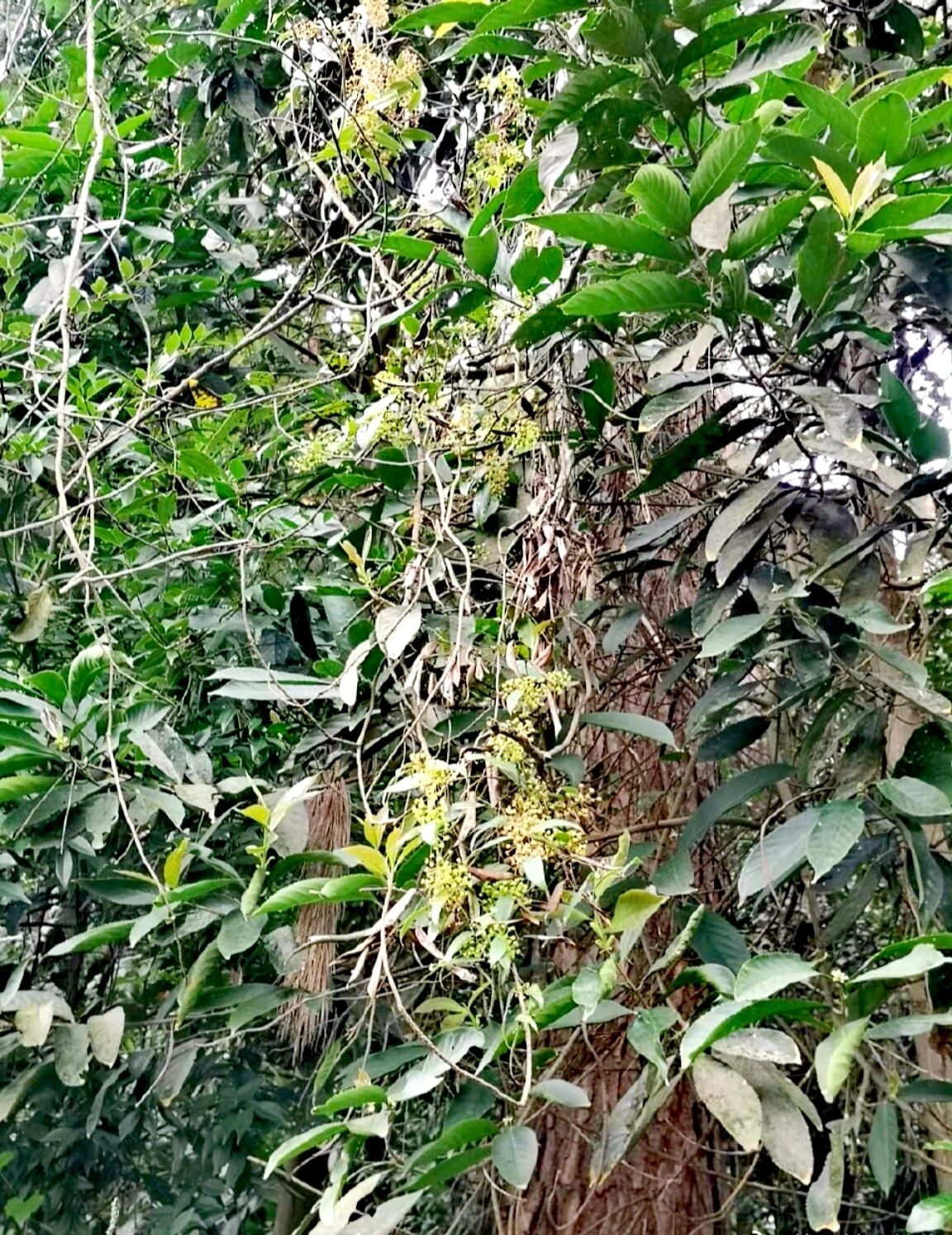 土茯苓ren尽皆知,撞见开花机会不多 菝葜科,菝葜属,每次遇到都头疼 土