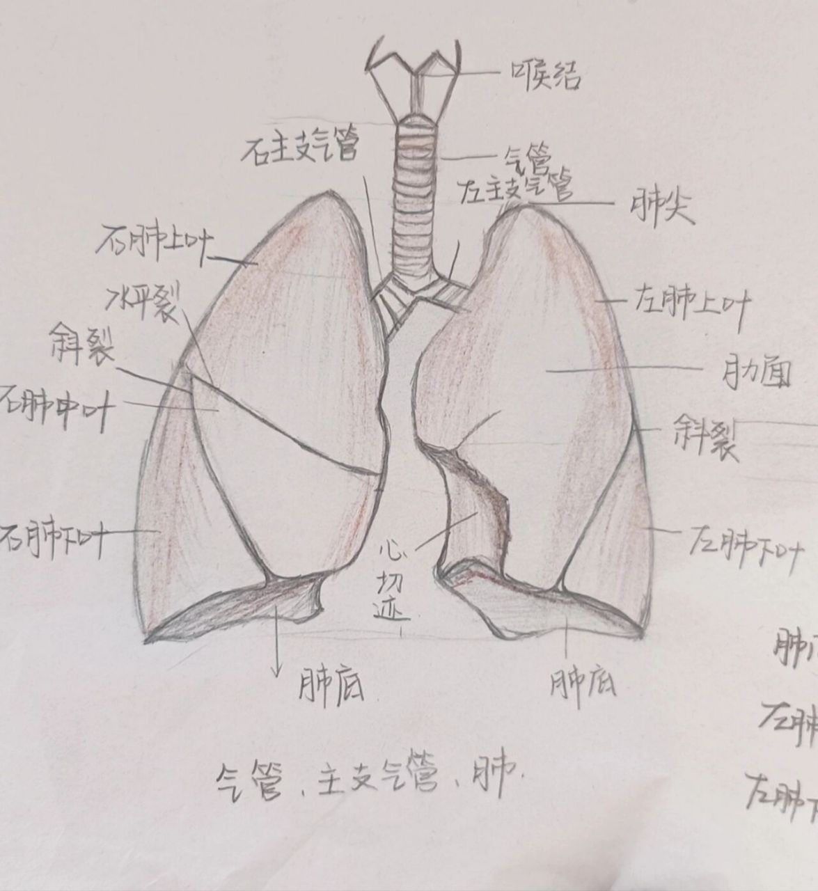 解刨学手绘图(肺 肝)