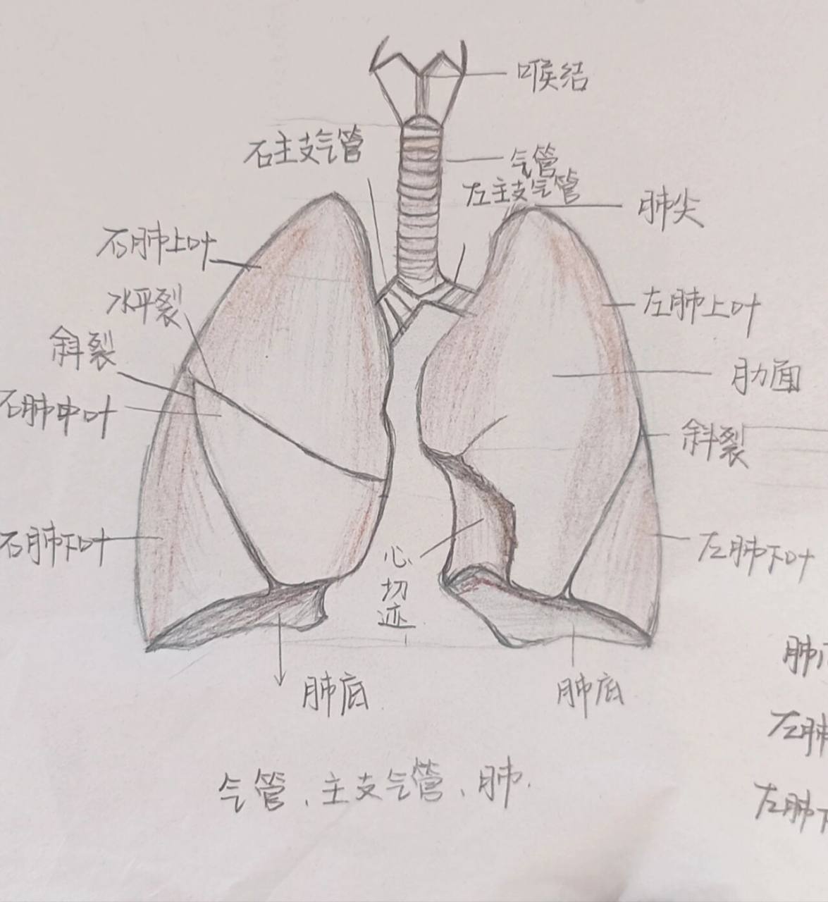 解刨学手绘图(肺 肝)