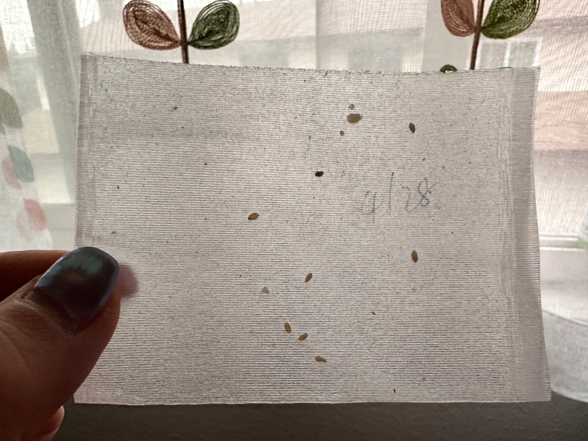 猫咪绦虫节片  节片是不是只有晚上会掉落呢?