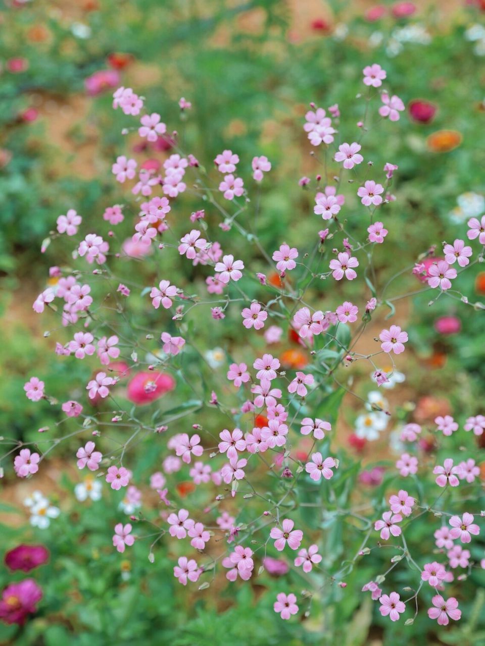 三蓝菜图片