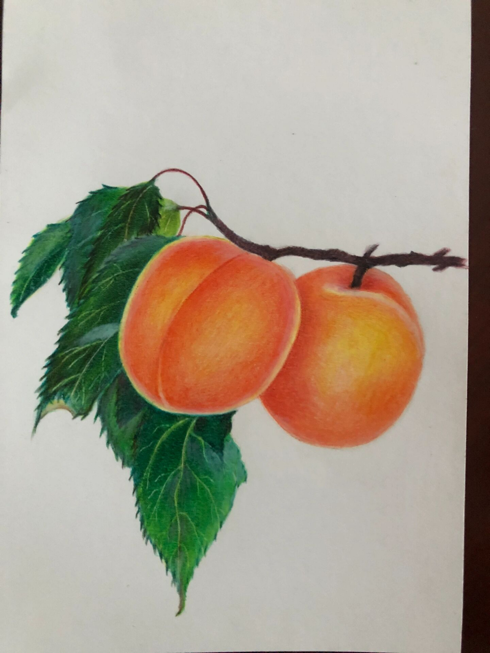 彩铅画杏子图片