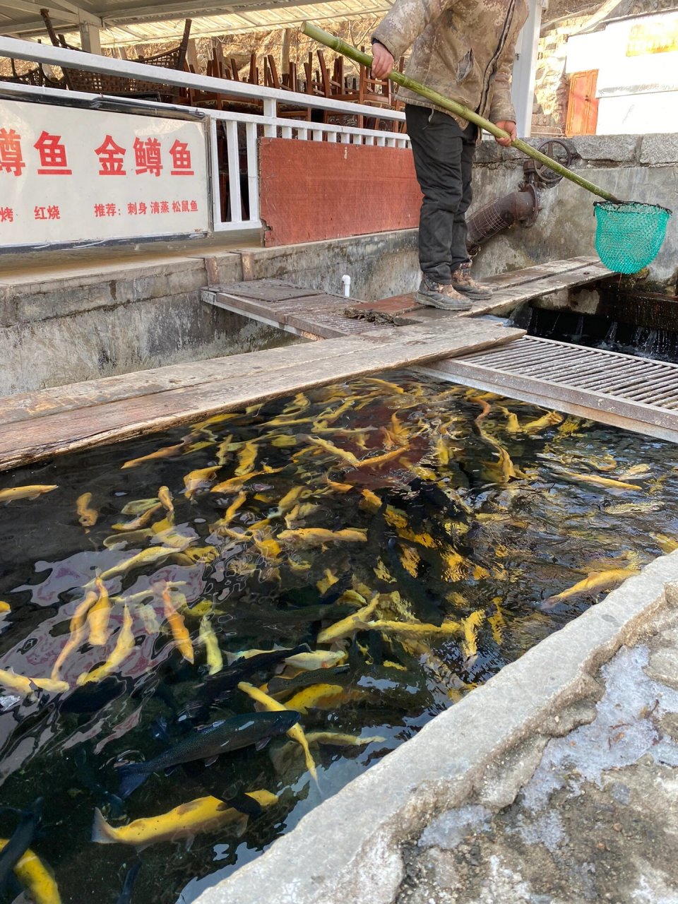 92店名: 顺通虹鳟鱼养殖中心 99地址: 怀黄路田仙峪村北1公里