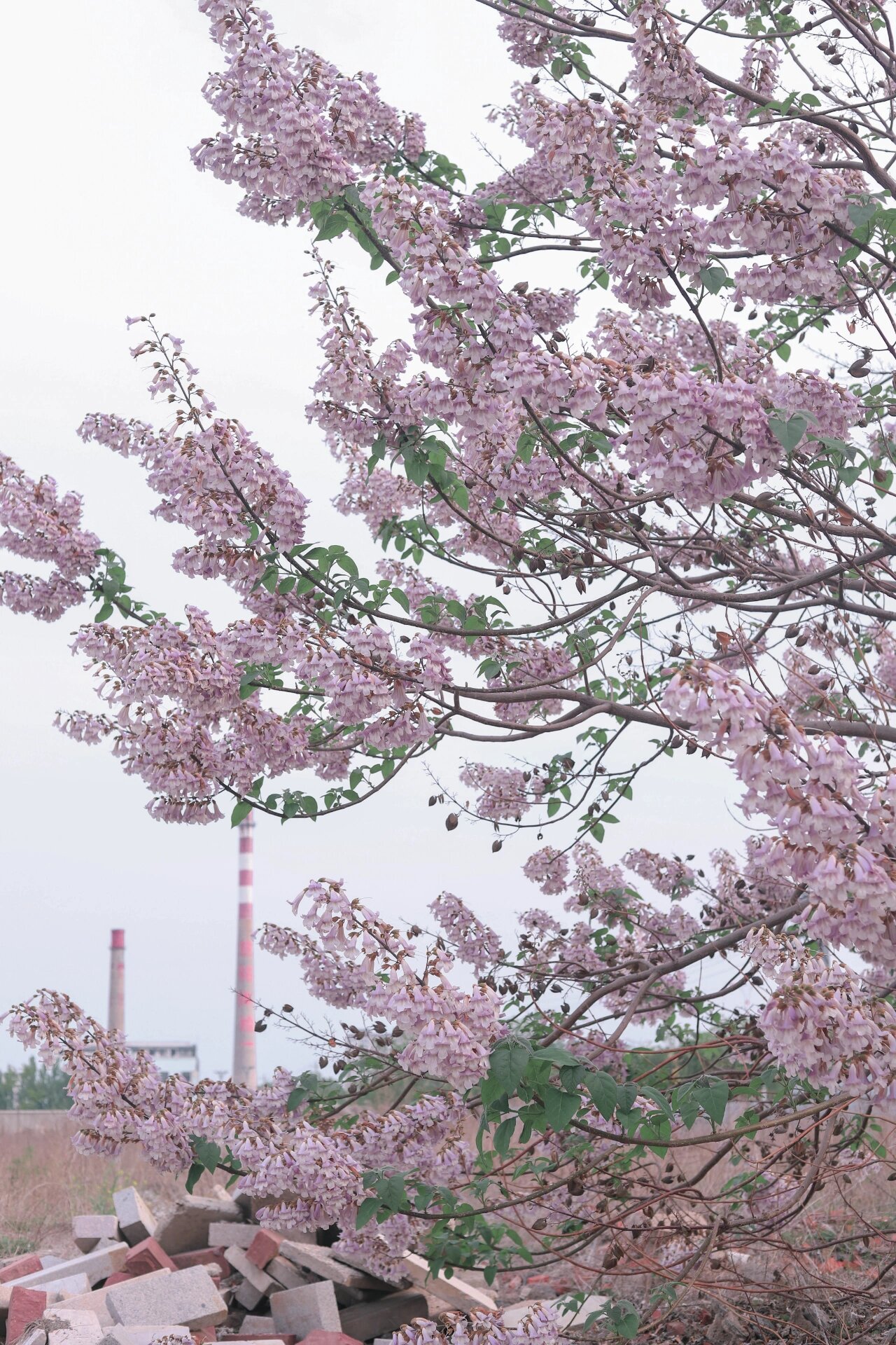 儿时野外田间常见的 伴随着城市的发展 法国梧桐日本樱花等等花种的兴