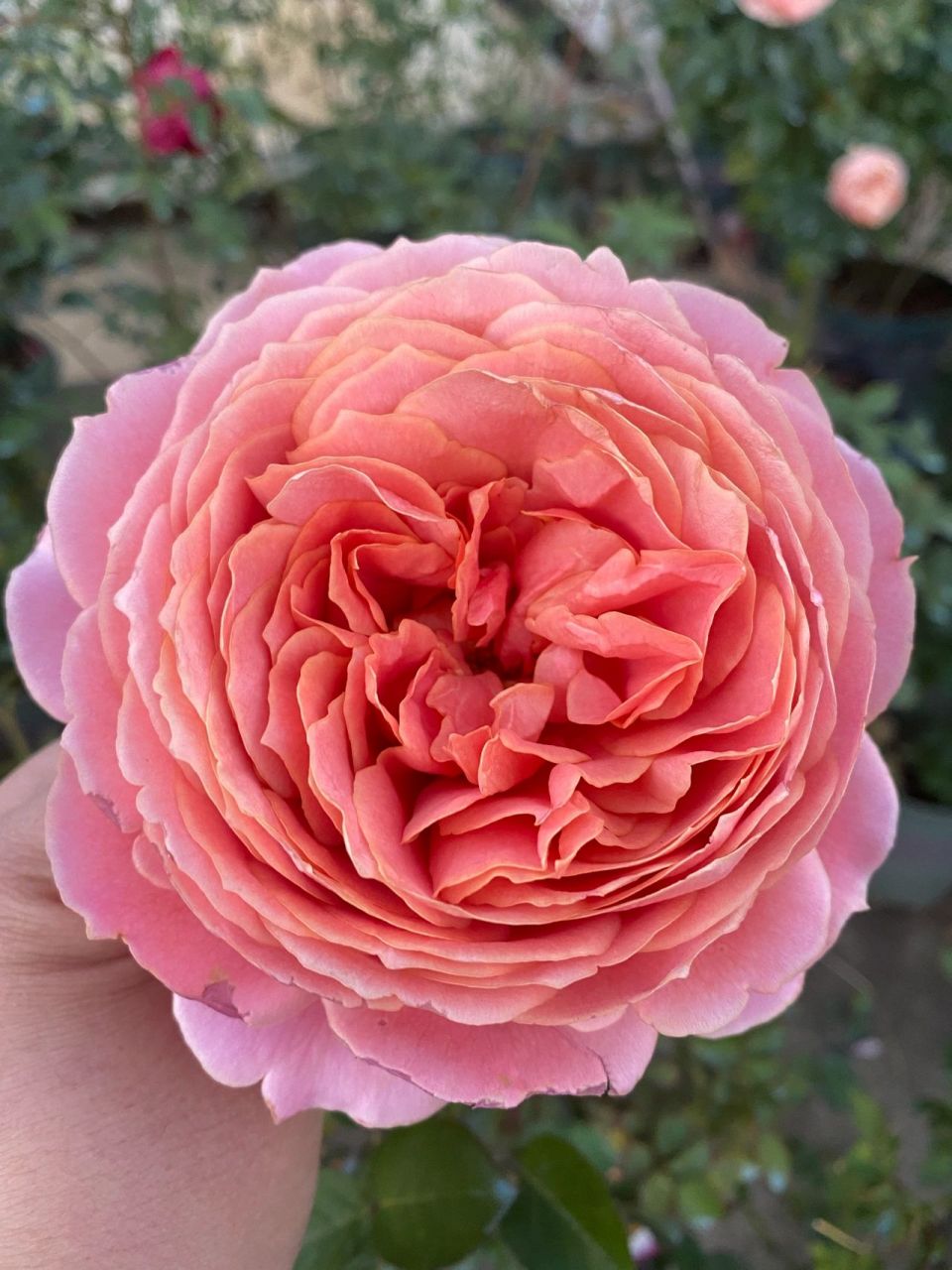 浪漫古董月季 天冷了颜色好好看,花瓣层数特别多,花朵有12公分,花大