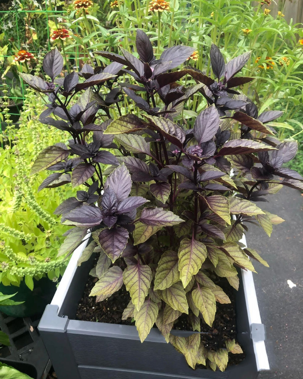 植物快乐屋——"罗勒"既有颜又多用途 罗勒被称为"香草之王",也是高