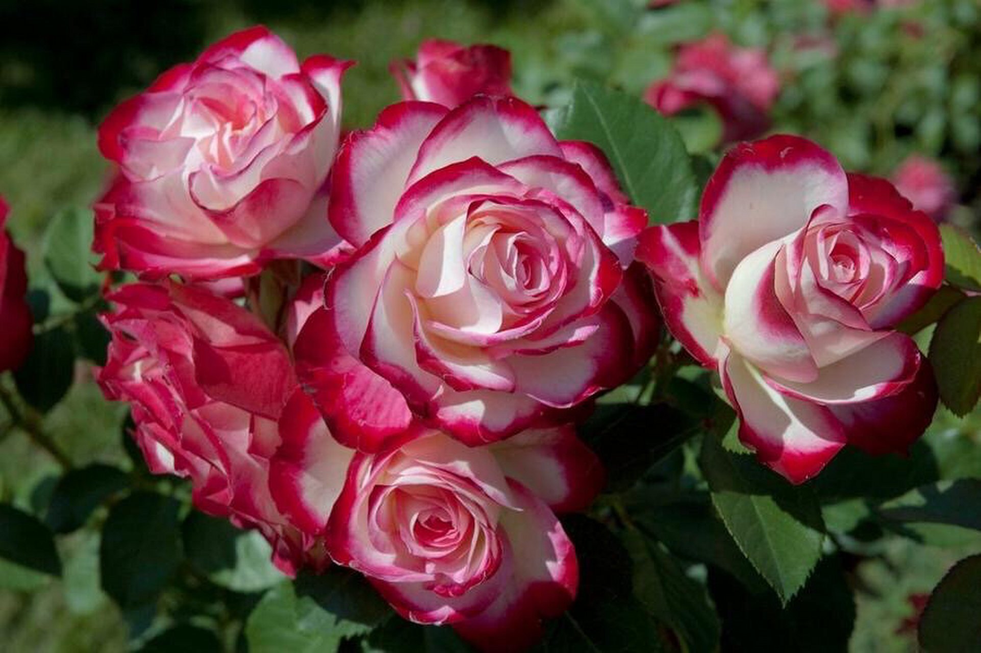 每天介绍一款绿植:摩纳哥公爵·丰花月季 月季花是名副其实的世界名花