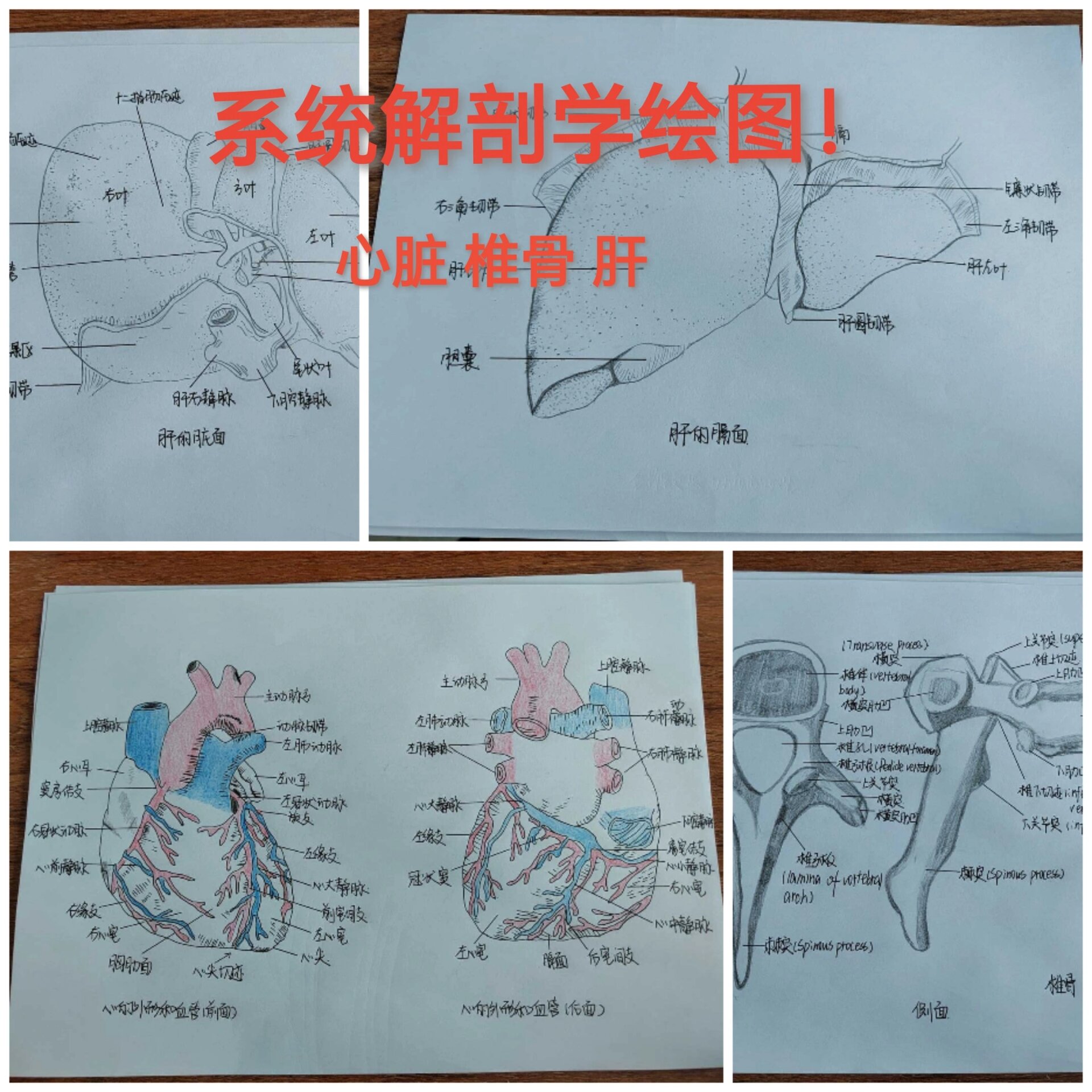 系统解剖学绘图     p1椎骨 p2心脏 p3肝的膈面 p4肝的脏面 求点赞