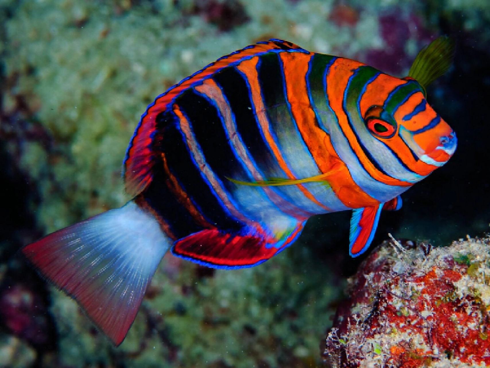 横带猪齿鱼(藩王) harlequin tuskfish 学名:choerodon fasciatus 横