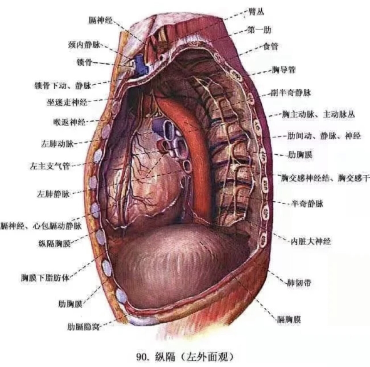 纵隔笔记 纵隔 纵隔不是一个器官,而是一个解剖区域. 纵隔mediastinum
