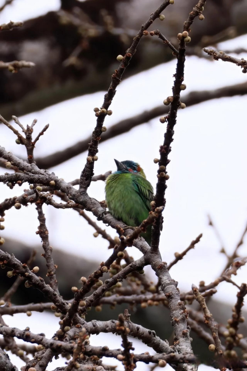 【百鸟志61图纪】 (357)◇70蓝耳拟啄木鸟70◇ (癸卯季冬,摄于