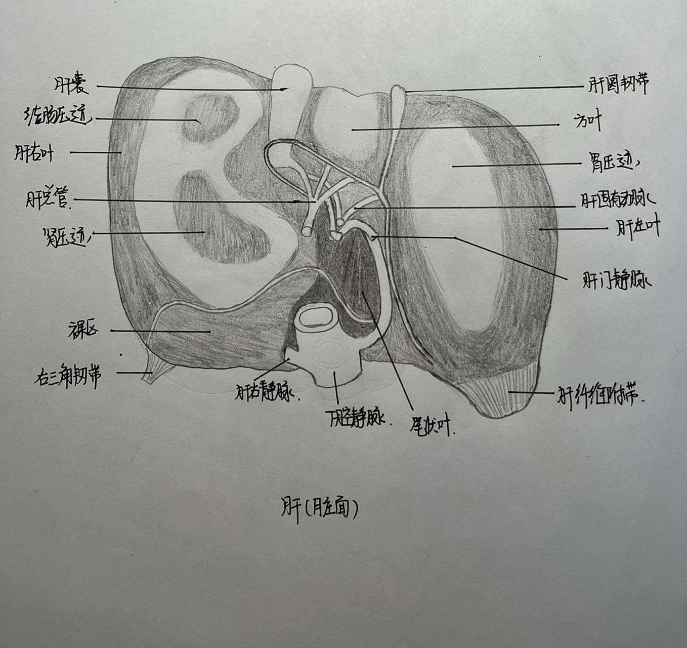 肝脏手绘图 脏面图在这里