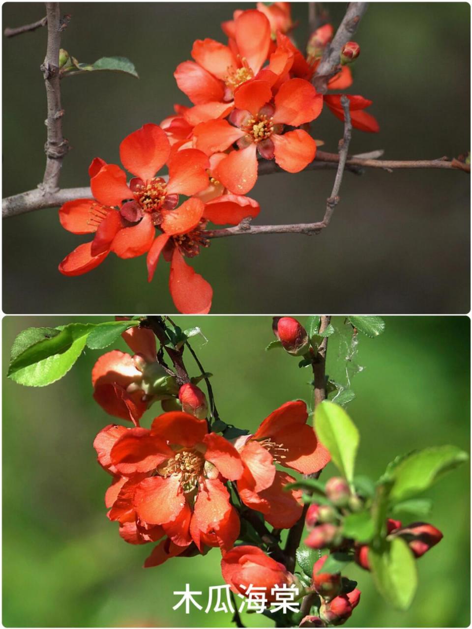 八棱海棠: ● 花朵:花单瓣,有5片花瓣,花蕾时呈粉红色,开放后变为纯