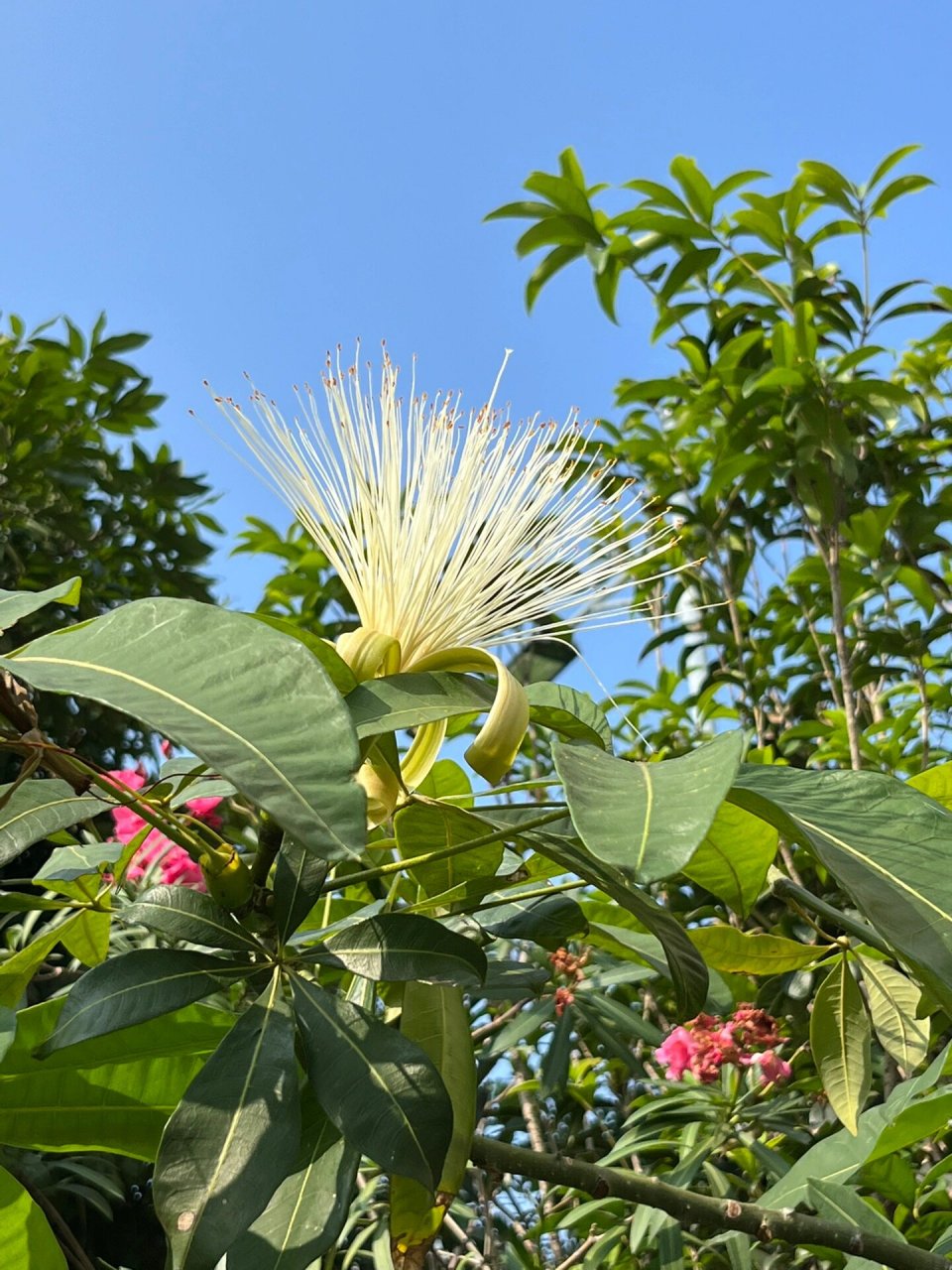 开花的发财树 难得一见的发财树开花98,寓意花开富贵!财源滚滚!