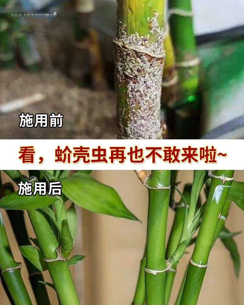 富贵竹身上长满白色虫图片