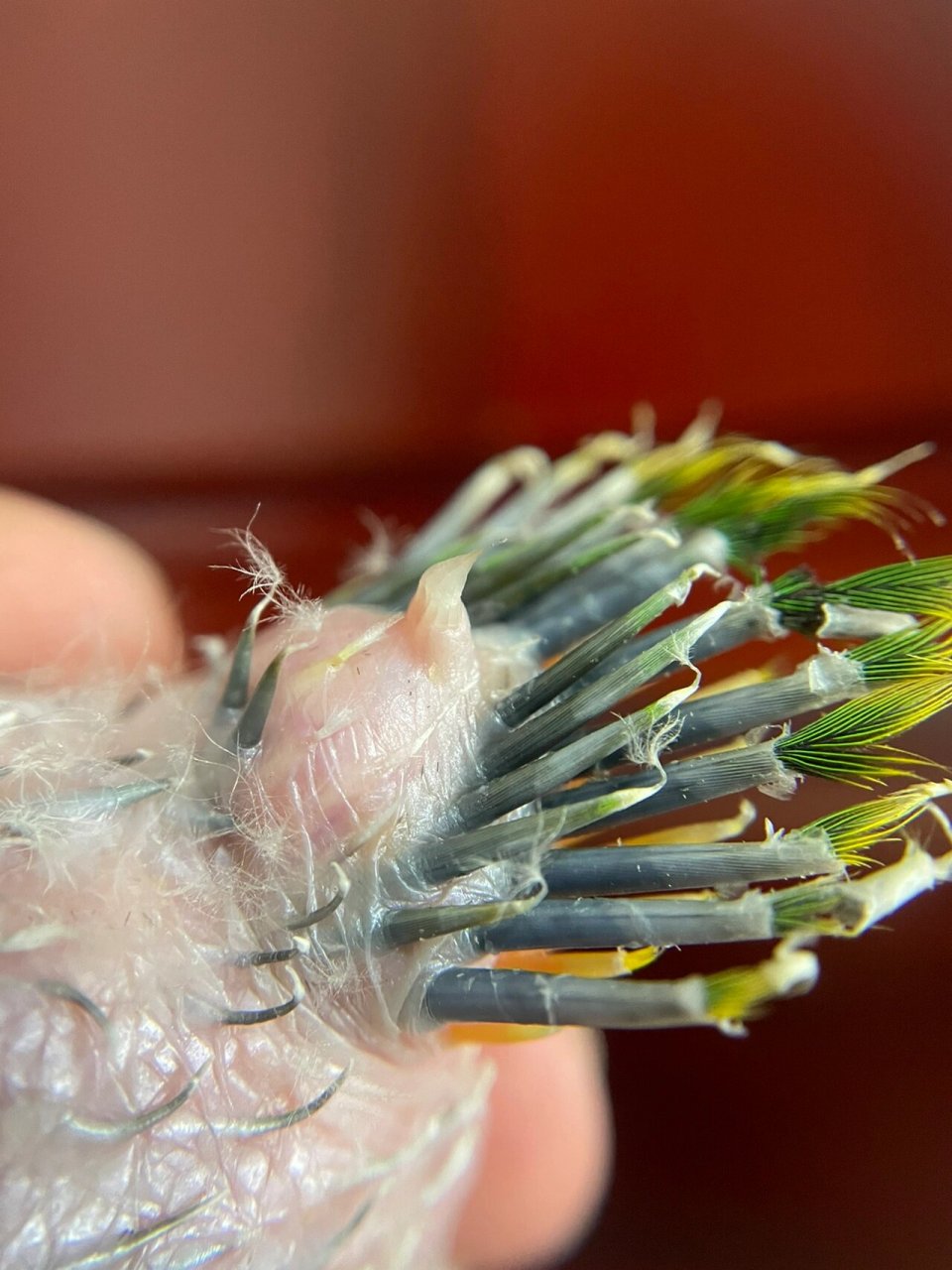 尾脂腺(图二) | 为什么你的鸟养那么差 尾脂腺的分泌物主要是一种能被