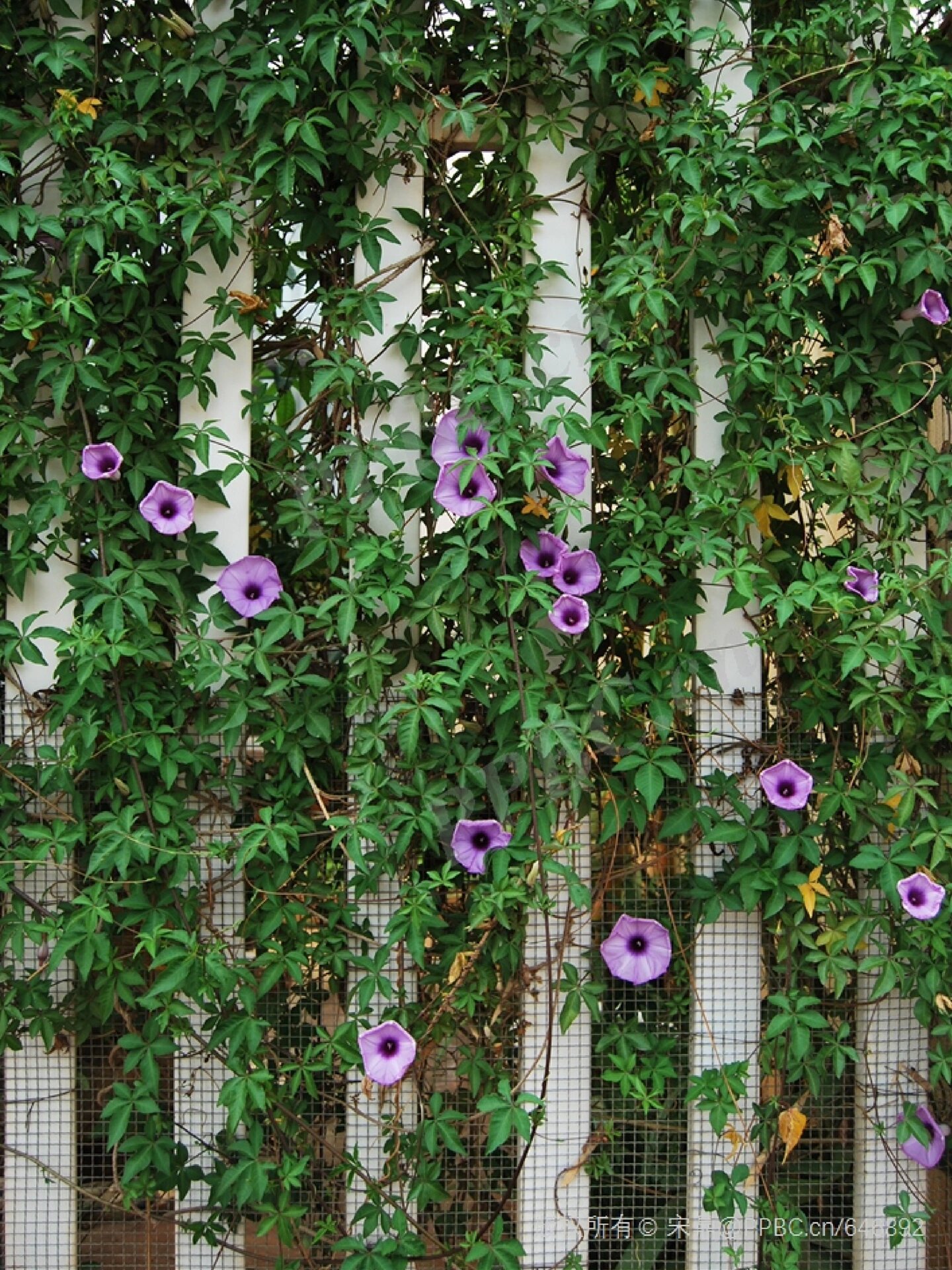 五龙花杆图片