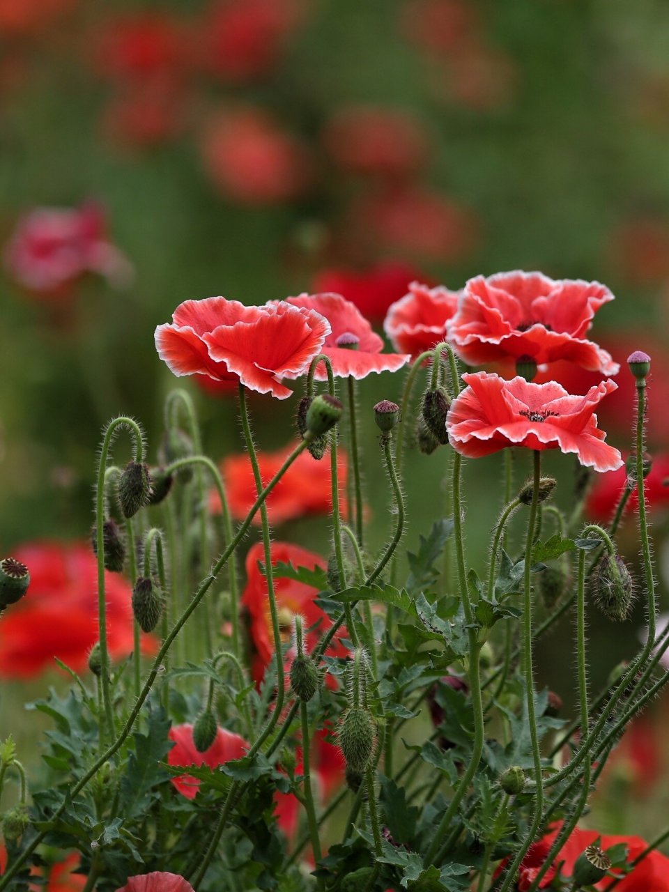 虞美人 虞美人一年生草本植物,又称丽春花,赛牡丹,满园春,仙女蒿