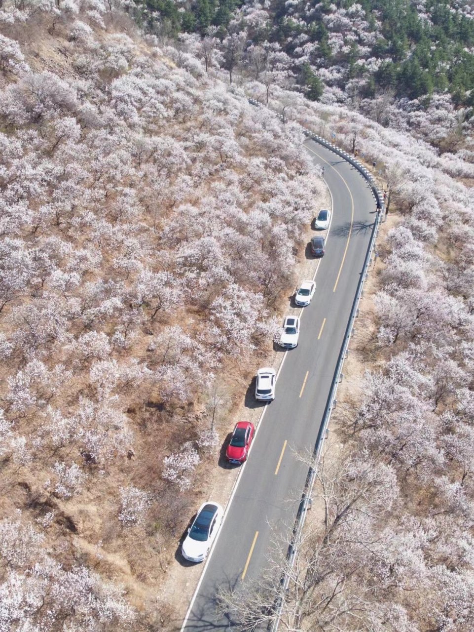 打卡北京最美公路欣赏漫山遍野的花-昌赤路 07北京最美公路之「昌赤