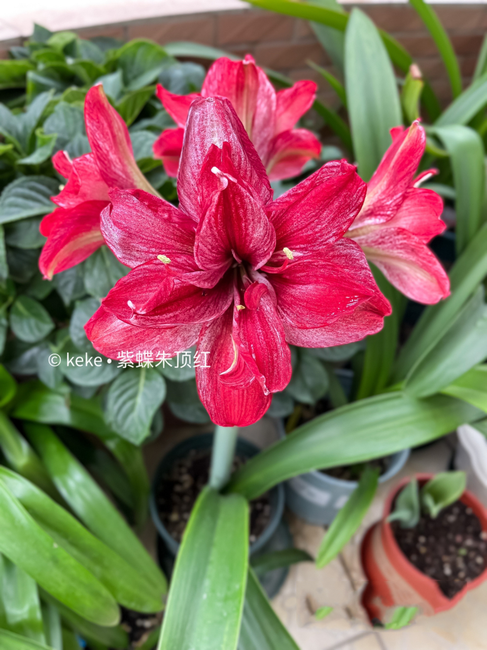 终于赶上了,我的紫蝶朱顶红05 今天终于回到家了,时隔了8天 终于