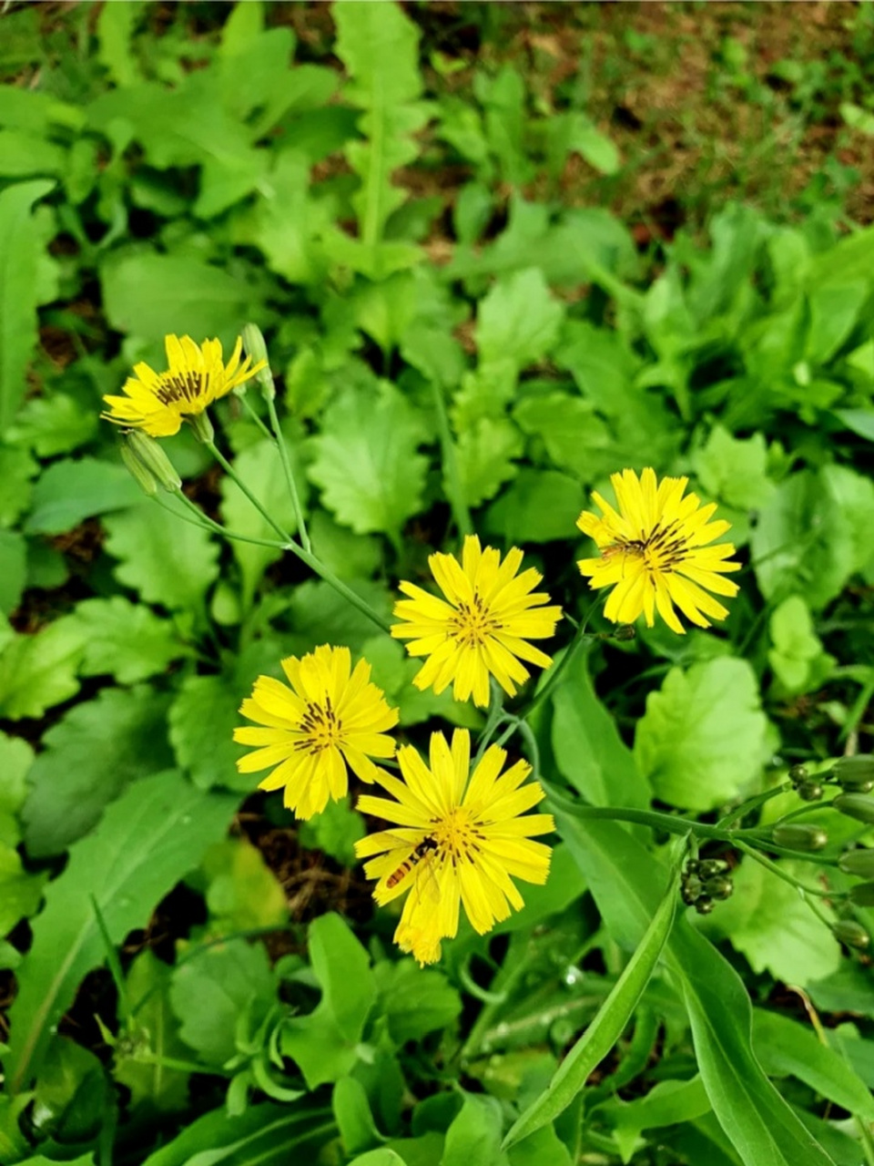 黄鹌菜花色图片