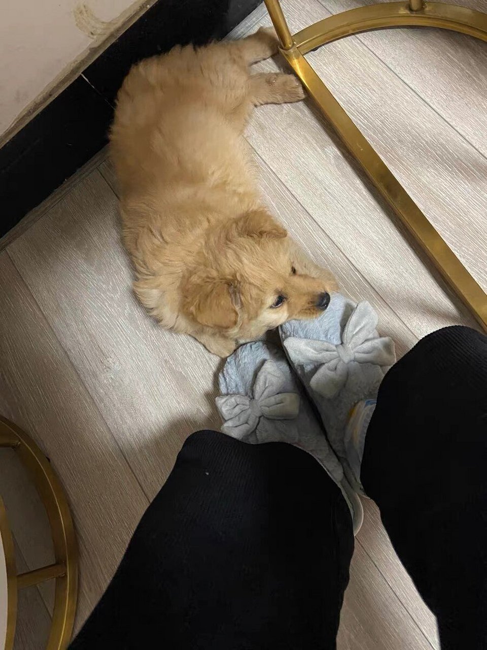 1,狗狗刚到家是个陌生环境会出现胆小,嗜睡的情况,这是非常正常的.